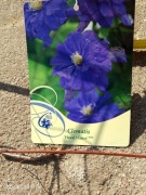 Clematis Floral Dance