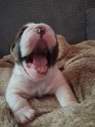 Piesek Buldog Angielski FCI ZKwP