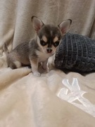 Chihuahua krótkowłosa Bianka 