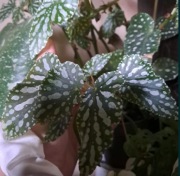 Begonia silver spotlight green cięta gałązka