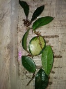 zestaw hoya#1 -wstępnie ukorzenionych