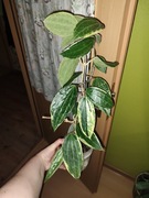 Hoya Latifolia Macrophylla Albomarginata Hoja