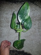 Philodendron filodendron White Princess