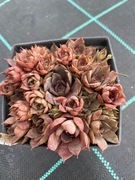 Rojniki nr 9 sadzonka p9