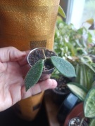 Hoya  thomsonii aff splash włochata  