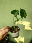 Syngonium Grey Ghost
