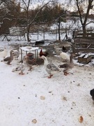 Gęsiory Landes mieszane z Owsianą