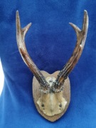 Rogi koziołka ozdoba do powieszenia 