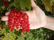 Czerwona porzeczka, owoce - Łódź, Zgierz, Aleksandrów Łódzki