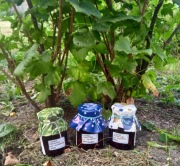 CZARNE PORZECZKI WE WŁASNYM SOKU (120 g; 10,7% cukru) - W NASZEJ SPIŻARNI