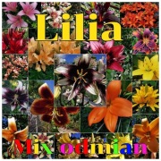 Lilia-mix odmian i kolorów 