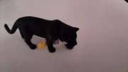 Czarna pantera schleich 14774