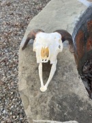 Czaszka CAPA kozy byka woła domowego lisa kuny. Naturalna! 