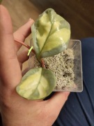 Hoya Argentea Princess - dwulistna sadzonka, wstępnie ukorzeniona