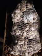 Worek czosnku 200 sztuk średnica 5,5 od rolnika 