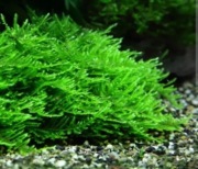 Mech Taiwan Moss 30 szt NIE INVITRO 