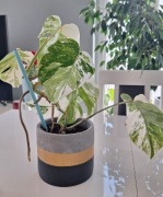 Monstera variegata