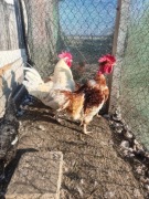 Jajka lęgowe kurze, jaja od kur miks, leghorn, czubatka, rosa