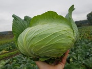 Kapusta Callaway F1 - Nasiona Holenderskie