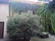 Oleander, duży okaz , 15 letni 