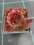 Rojniki nr 21 sadzonka p9