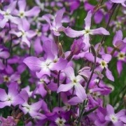 Maciejka - intensywny, przyjemny zapach 