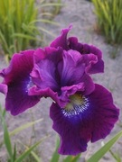 Irys syberyjski 'Werderwein' Iris sibirica