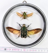 Kolekcja chrząszczy, MTQF_St_6 gablotka dwustronna.
