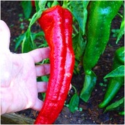 Papryka Corno di TORO rosso - Nasiona Holenderskie