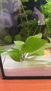 Zestaw 6 pędów  hygrophila corymbosa, roślina akwariowa 