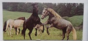 Cuda Śwaita Konie rasy lipcańskiej. Karta nr 84. Nestle-ok 1950-60r