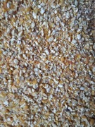 Gnieciona kukurydza idealna pasza dla drobiu 