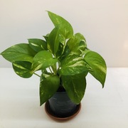 Epipremnum „Marble Queen”