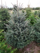 świerki, iglaki do ogrodu klasy premium 