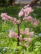 Drzewko sakura bonsai 