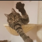 Trixie legowisko do drapaka 