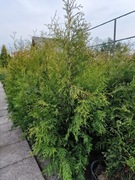 Tuja Brabant 120 cm gęsty żywopłot