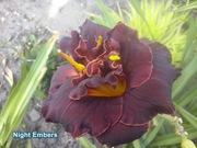 Liliowiec Night Embers