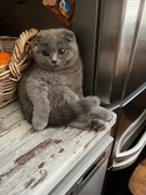 Kotek brytyjski szkocki zwisłouchy