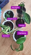 Zestaw hoya hoja ze zdjęcia 5 sztuk pot of gold, carnosa kentiana mathilde