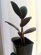 Ficus elastica 'Abidjan' - Roślina o Błyszczących Liściach