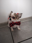 Chihuahua szczeniak długowłosy