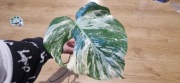 Monstera variegata 