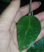 Hoya hoja Acuta EPC 997 cięta 