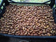 Żołędzie przebierane