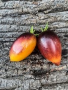 Mordovian caramel/Pomidor Kolekcjonerski 7