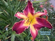 Liliowiec Spacecoast Sabertooth