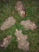 PROMOCJA 40szt duże bulwy do sadzenia Topinambur leczniczy(w opisie)