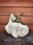 Doniczka na sukulenty Kość Witchy Goth Vulture Culture Dark Academia