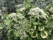 Hortensja pnąca ogromna sadzonka